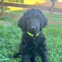 KERMIT - Black male Poodle puppy in Thornton, Colorado from Shandy Poodle