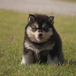 Milwaukee - Black and white male Pomsky puppy in Krum, Texas from Paw-Some Pomskies