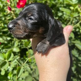 Green Collar - Black and tan male Dachshund puppy in California from Wild Weenies - Dachshund Ranch
