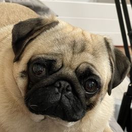 Aayla - Pug