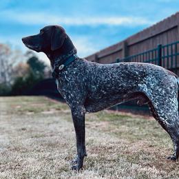Toby - German Shorthaired Pointer