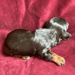 Angus - Black and tan male Schnoodle puppy in Kentucky from Mrs Bs Teeny Schnauzers & Doodles