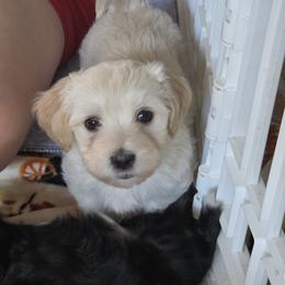 Havanese Puppies from Watson Farms