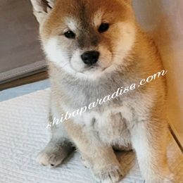 Shiba Inu Puppies from Shiba Paradise