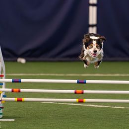 Border Collie All Grown Up from Rising Tide Border Collies