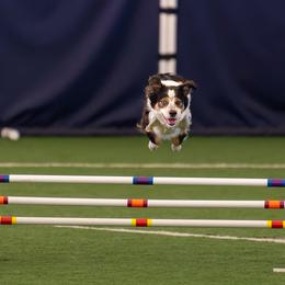 Border Collie All Grown Up from Rising Tide Border Collies