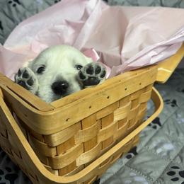Miss Pink - Light golden female Golden Retriever puppy in Grand Island, Nebraska from Loseke Family Retrievers