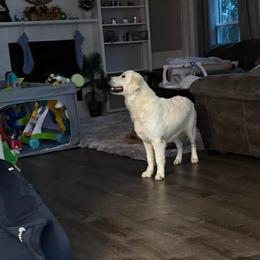 Golden Retrievers from It’s A Golden Life