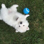 American Eskimo Dog Puppies from Turks Eskis