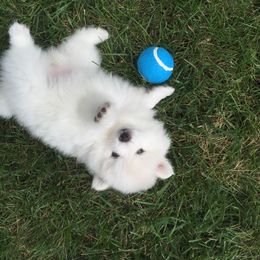 American Eskimo Dog Puppies from Turks Eskis
