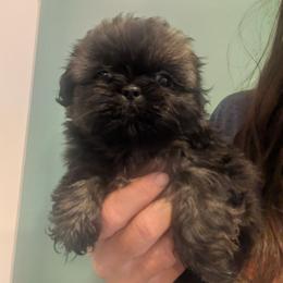 Female brindle 1 - Brindle female Shih Tzu puppy in Amherst, Maine from McKayla Hairston