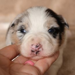 Jag - AKC Reg Blue Merle - Blue merle male Border Collie puppy in Courtland, Alabama from C Bar C Ranch Border Collies
