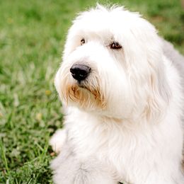 Old English Sheepdogs, Poodles, and Sheepadoodles from Life Unleashed Farm