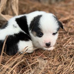 Mismark 1700 - Black and white male American Corgi puppy in Nashville, Arkansas from Whisenhunt Farms