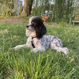 Marshy - Poodle