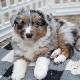 Apple - Blue merle male Australian Shepherd puppy in Bristol, New Hampshire from NewFound Lake Aussies