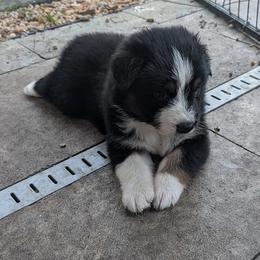 Jack - Black tri-color male Australian Shepherd puppy in Fort Lauderdale, Florida from Burning Heart Aussies