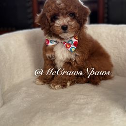 Beautiful - Apricot female Maltipoo puppy in Hesperia, California from McCraws N Paws