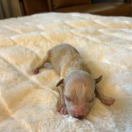Trouble - Wheaten male Miniature Schnauzer puppy in Menifee, California from Moonshine’s Minis