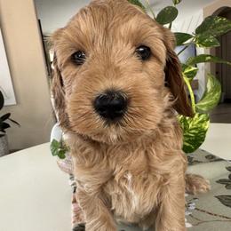 Stevie - Apricot female Goldendoodle puppy in Gilbert, Arizona from DogHouse Doodles