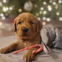Golden Retriever Puppies from Cedar Life Goldens