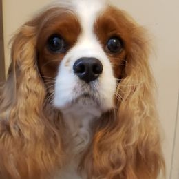 Tea - Cavalier King Charles Spaniel