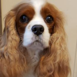 Tea - Cavalier King Charles Spaniel