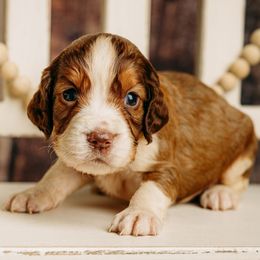 English Springer Spaniel and German Shorthaired Pointer Puppies from Spradley Springers & GSP's