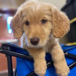Werthers - Red  male Goldendoodle puppy in Tybee Island, Georgia from Castaway Doodles