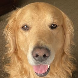 Ceaser - Golden Retriever