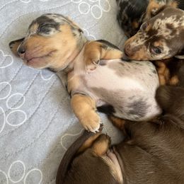 Dachshund Puppies from Weenie Bros