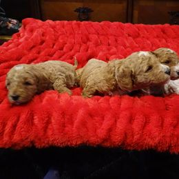 Goldendoodles from Lakeview & Las Vegas Goldendoodles