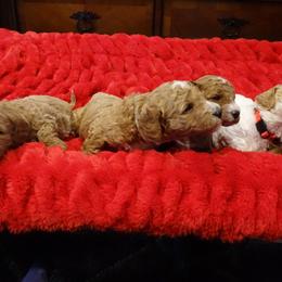 Goldendoodles from Lakeview & Las Vegas Goldendoodles