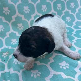 AKC Sleepy - White male Poodle puppy in Athens, Tennessee from Paws & Kisses