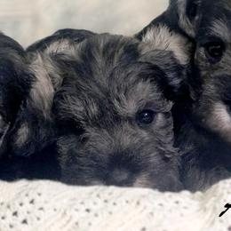 Vixen - Salt and pepper female Miniature Schnauzer puppy in Atlanta, Georgia from Axcium Miniature Schnauzers
