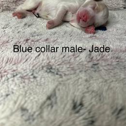 Goldendoodle Puppies from Gracious Doodle Dogs