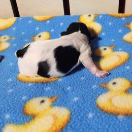 Patches - Black and white female Shichon puppy in Imperial, Missouri from Shichon Teddybear  puppies of Miss