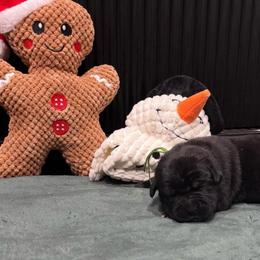 Chip (chocolate chip) - Black female Cane Corso puppy in Utah from 3Lake Kennelz