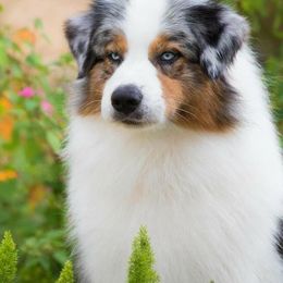 Australian Shepherd Puppies from Imagine Australian Shepherds