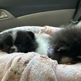Pomeranian Puppies from A Sample Of Gods Love Kennels