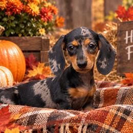 Girl 1 - Dapple female Dachshund puppy in Choccolocco, Alabama from Ace’s Doxies