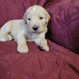 Boy 1 - Cream male Goldendoodle puppy in Blountsville, Alabama from Southern Charm Goldendoodles
