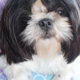 Maile - Shih Tzu