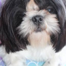 Maile - Shih Tzu