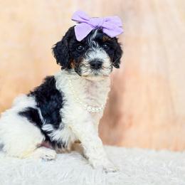 Scout - Black and white female Bernedoodle puppy in Gaylord, Michigan from Dog Mom Co. Doodles