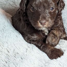 Boy 2 - Schnoodle puppy from Pawsome Puppies