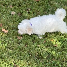 Purple - White Coton de Tulear puppy in Kingsport, Tennessee from Smoky Mountains Cotons