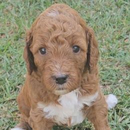 Cider (orange collar) - Red  male Goldendoodle puppy in Fayetteville, North Carolina from Frannie's Goldendoodle Puppies