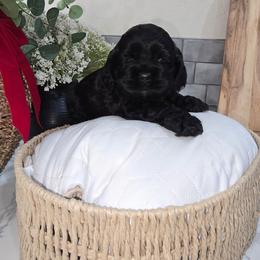 Diamond - Black female Cocker Spaniel puppy in Corcoran, California from Sweet Heart Cockers