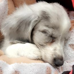 Dachshunds from Hairy Wieners